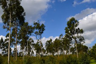 Reforma do setor florestal está em processo de consulta pública