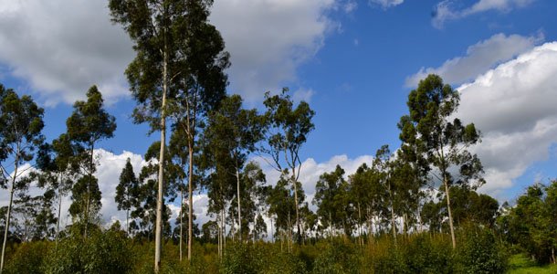 Reforma do setor florestal está em processo de consulta pública